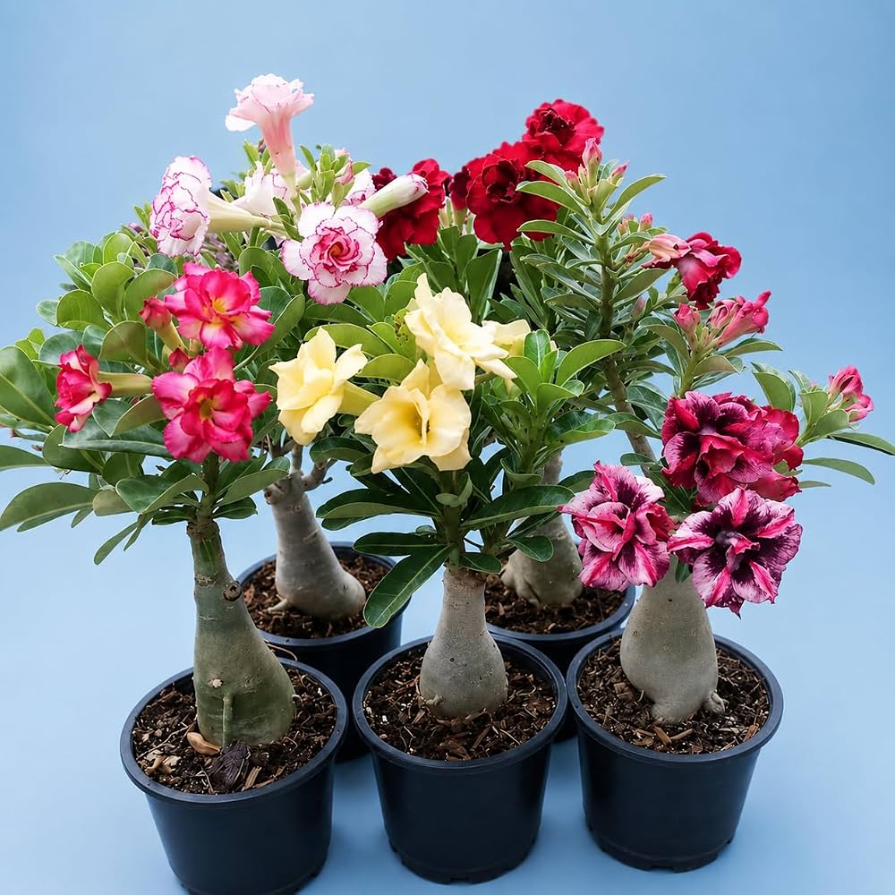 Wonderful Desert Rose Bulbs Mix for colorful garden planting
