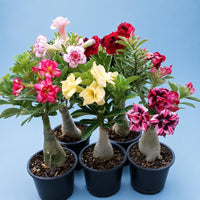 Wonderful Desert Rose Bulbs Mix for colorful garden planting
