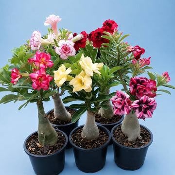 Wonderful Desert Rose Bulbs Mix for colorful garden planting
