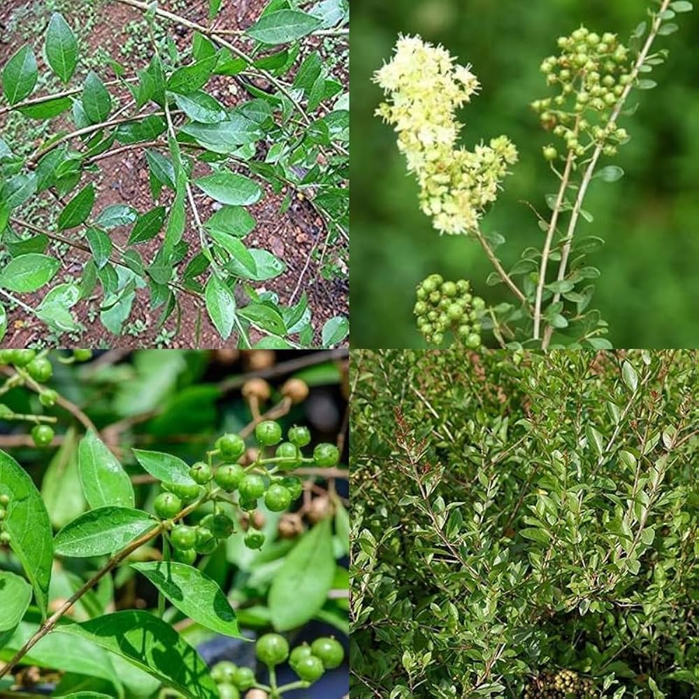 Lawsonia Inermis Flower seeds for Planting Wildflower Mix Heirloom & GMO Free Seeds for Home Garden