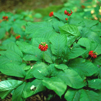 American Ginseng (Panax quinquefolius) seedlings growing in a shaded woodland garden.