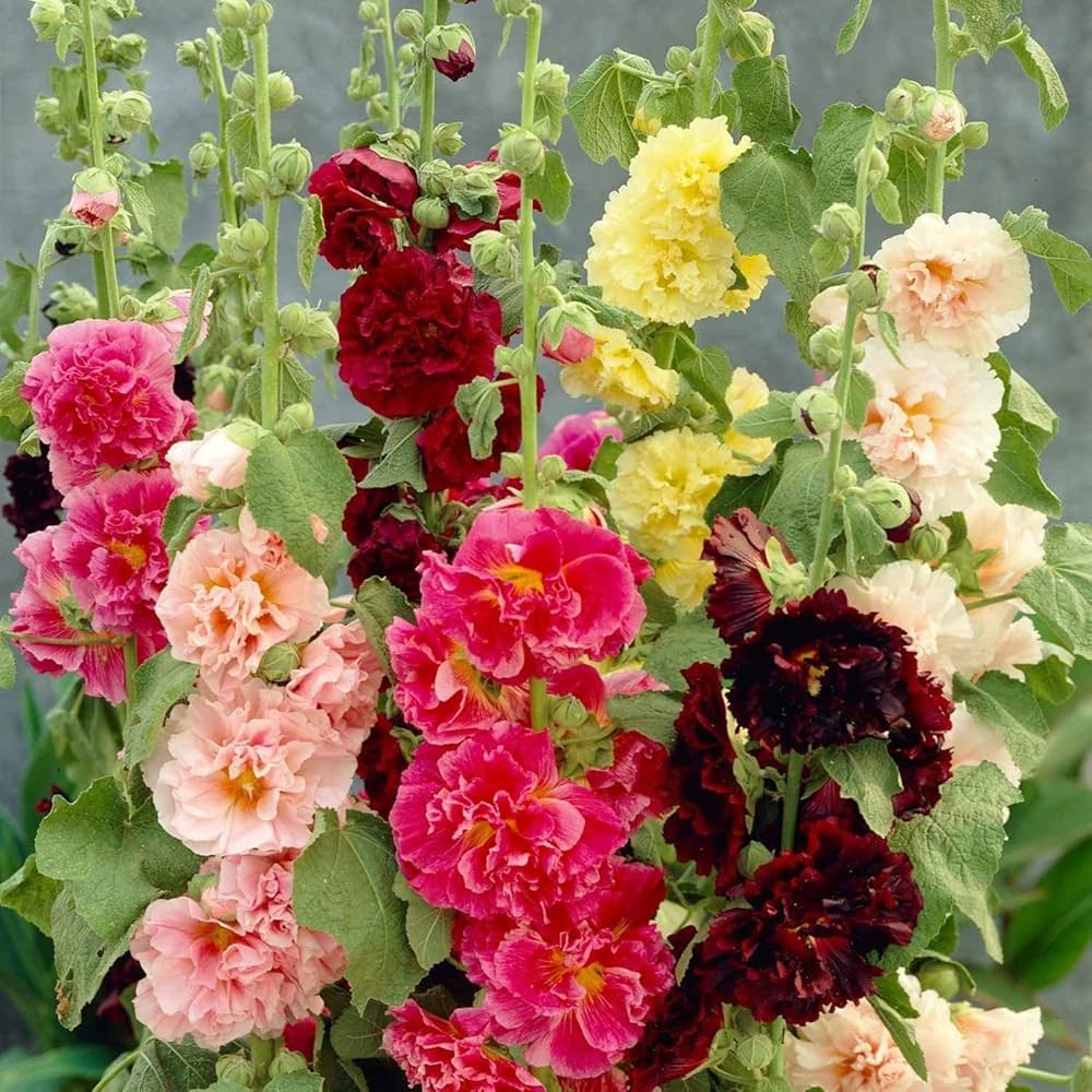 Hollyhock Carnival Flower seeds for Planting Sun Loving Heirloom & GMO Free Seeds for Home Garden