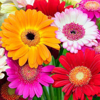 Gerbera Jamesonii Mixed Daisy Flower Seeds