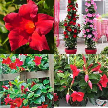 Dipladenia Flower seeds for Planting - Pollinator Friendly, Heirloom & GMO Free Seeds for Home Garden