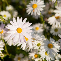 White Leucanthemum Flower seeds for Planting - Drought Tolerant, Heirloom & GMO Free Seeds for Home Garden