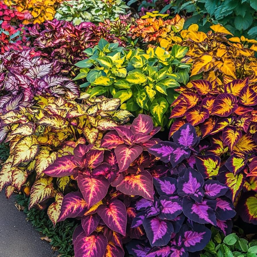 Rainbow Dragon Coleus for Planting Colorful Display Heirloom & GMO Free Seeds for Home Garden
 
 Sale