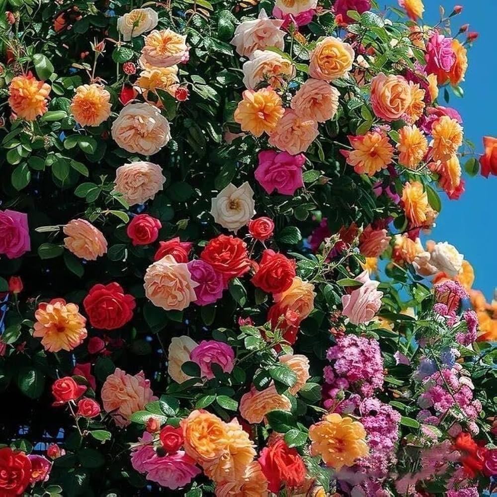 Ornamental hybrid rose plants enhancing a garden border with colorful blooms.