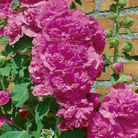 Hollyhock Chater Bright Pink Seeds for Planting Cottage Garden Pathways