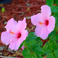 Pale Pink Hibiscus Flower seeds for Planting Pollinator Friendly Heirloom & GMO Free Seeds for Home Garden 
 
 Sale