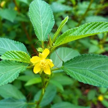 Green Manchurian Flower seeds for Planting - Cottage Garden Essential, Heirloom & GMO Free Seeds for Home Garden
