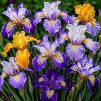 Butterfly Flower Iris bulbs ready for garden planting