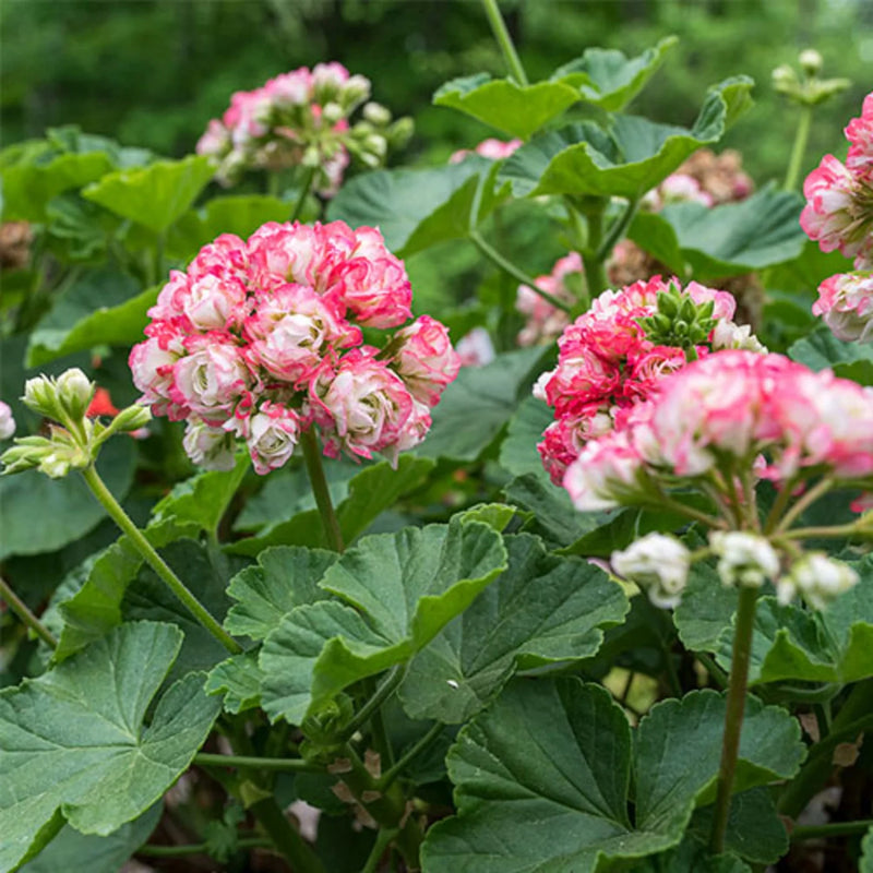 Geranium Apple Blossom Flower seeds for Planting - Vibrant Colors, Heirloom & GMO Free Seeds for Home Garden