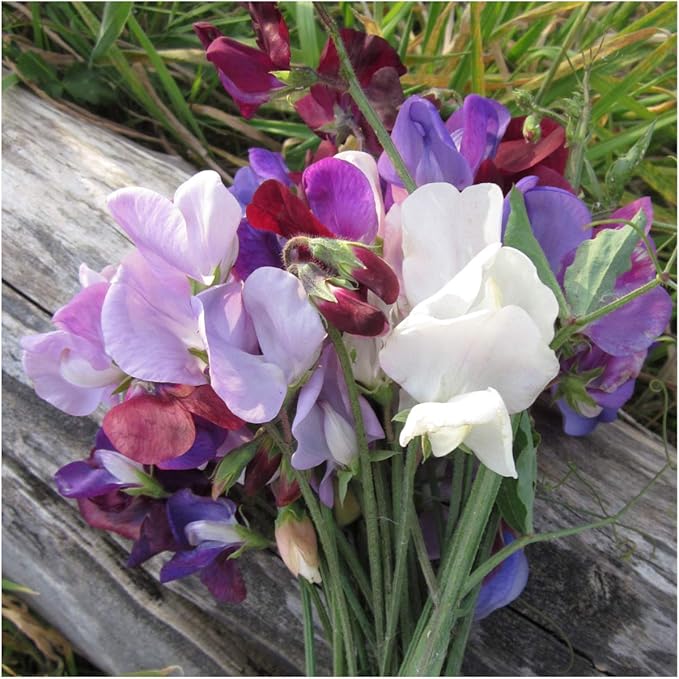 Lathyrus Sweet Pea Fragrant Mix Seeds for Aromatic, Colorful Flowers