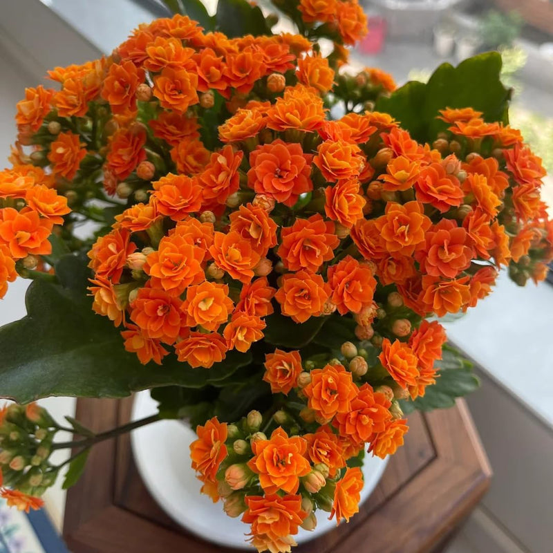 Orange Hydrangea Flower seeds for Planting - Pollinator Friendly, Heirloom & GMO Free Seeds for Home Garden