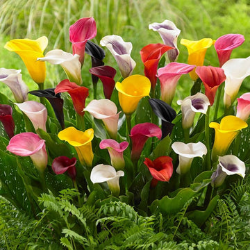 Graceful Calla Lily bulbs for garden planting