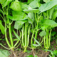 Kong Xin Cai water spinach vegetable seeds for garden planting