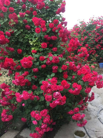 Dark Pink Climbing Rose Flower Seeds for Planting Sun Loving Heirloom & GMO Free Seeds for Home Garden
 
 Sale