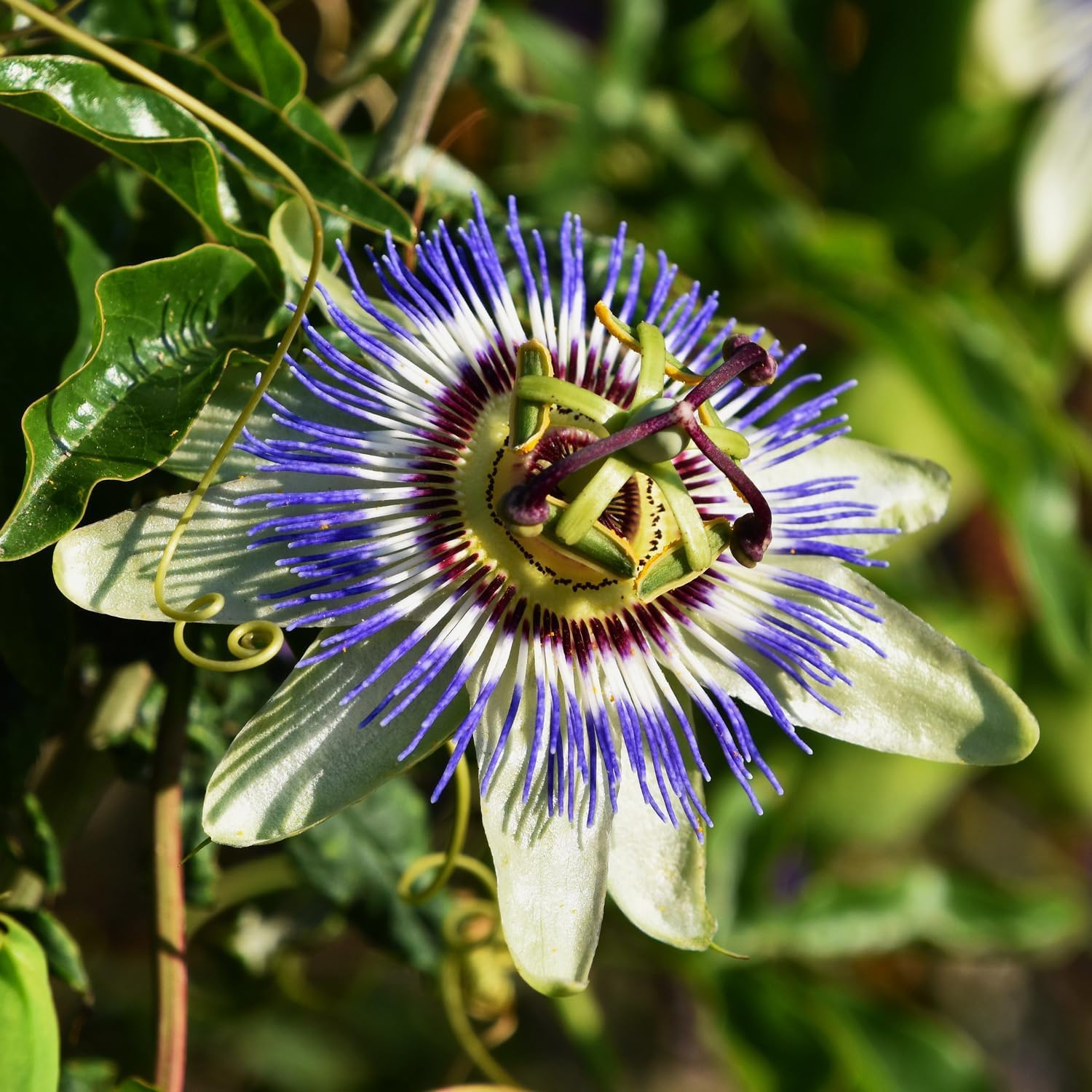 Passion Flower seeds for Planting - Pollinator Friendly, Heirloom & GMO Free Seeds for Home Garden