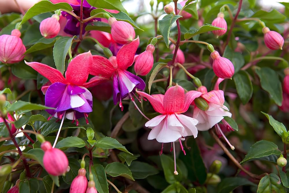Light Pink Red Double Petals Fuchsia Flower Seeds for Planting Low Maintenance Heirloom & GMO Free Seeds for Home Garden
 
 Sale