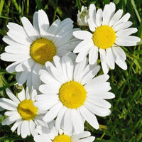 White Leucanthemum Flowers - Seeds for Flourishing Blooms