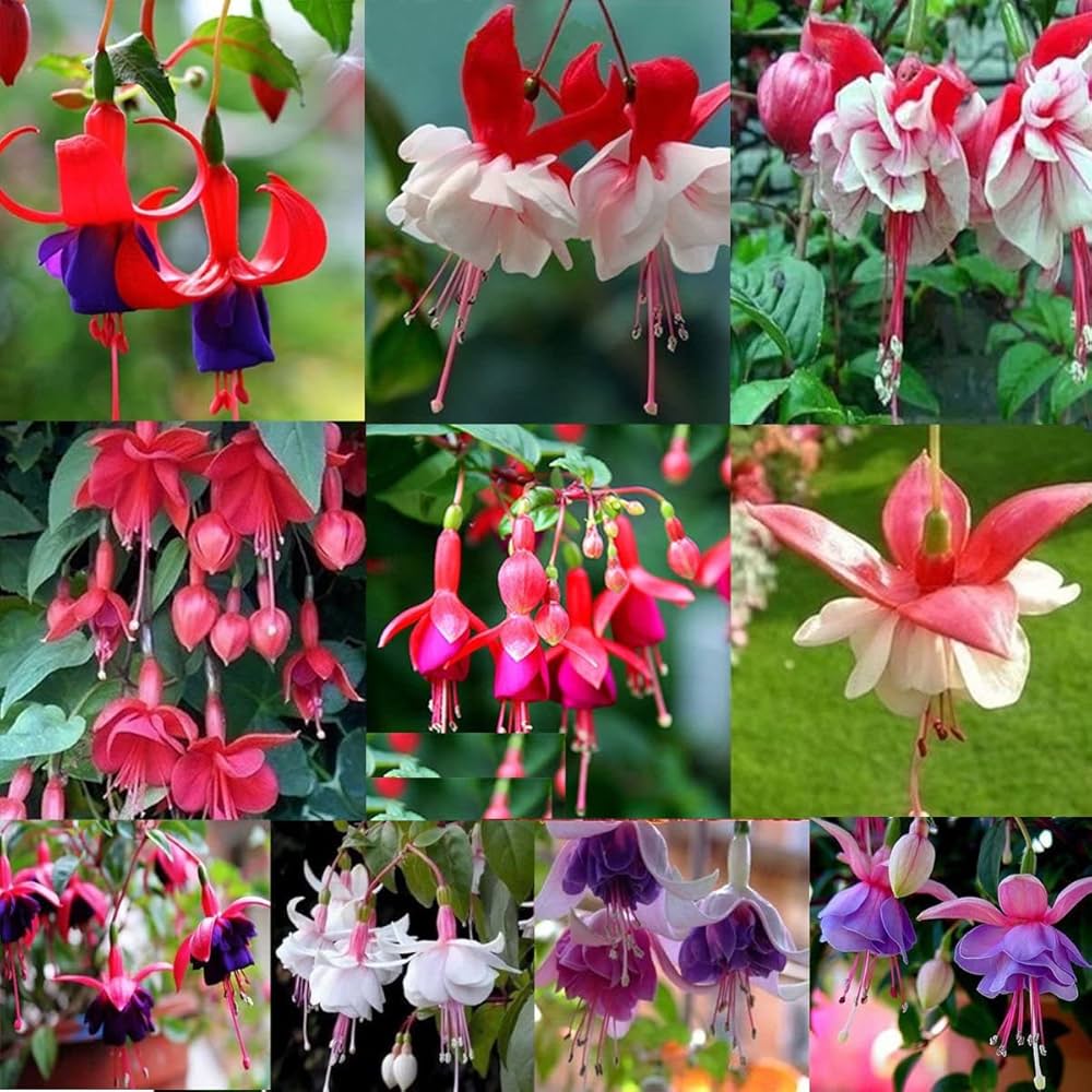 Orange Fuchsia Flower seeds for Planting Shade Tolerant Heirloom & GMO Free Seeds for Home Garden