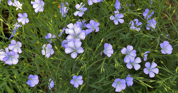 Flax Flower seeds for Planting Colorful Display Heirloom & GMO Free Seeds for Home Garden