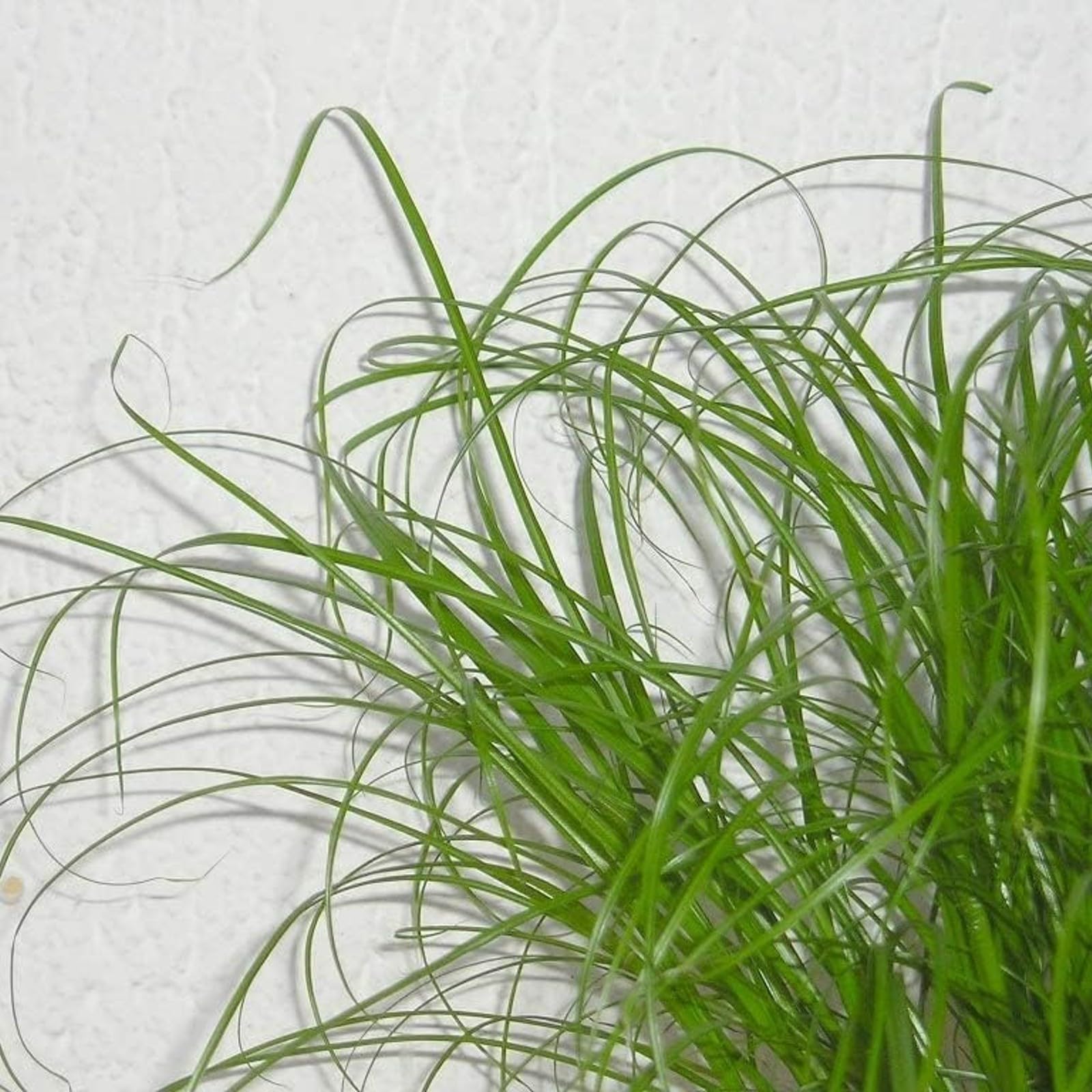 Heirloom non-GMO cat grass seeds suitable for home gardening.