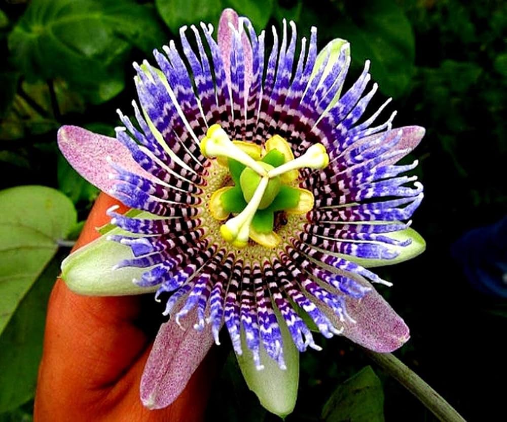 Passion Flower Bonsai (Incarnate Passiflora)