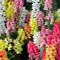 Mixed Snapdragon Flower seeds for Planting - Seasonal Bloomer, Heirloom & GMO Free Seeds for Home Garden