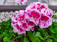 Mixed Geranium Pelargonium spp Flower Seeds for Planting in Flower Bed
