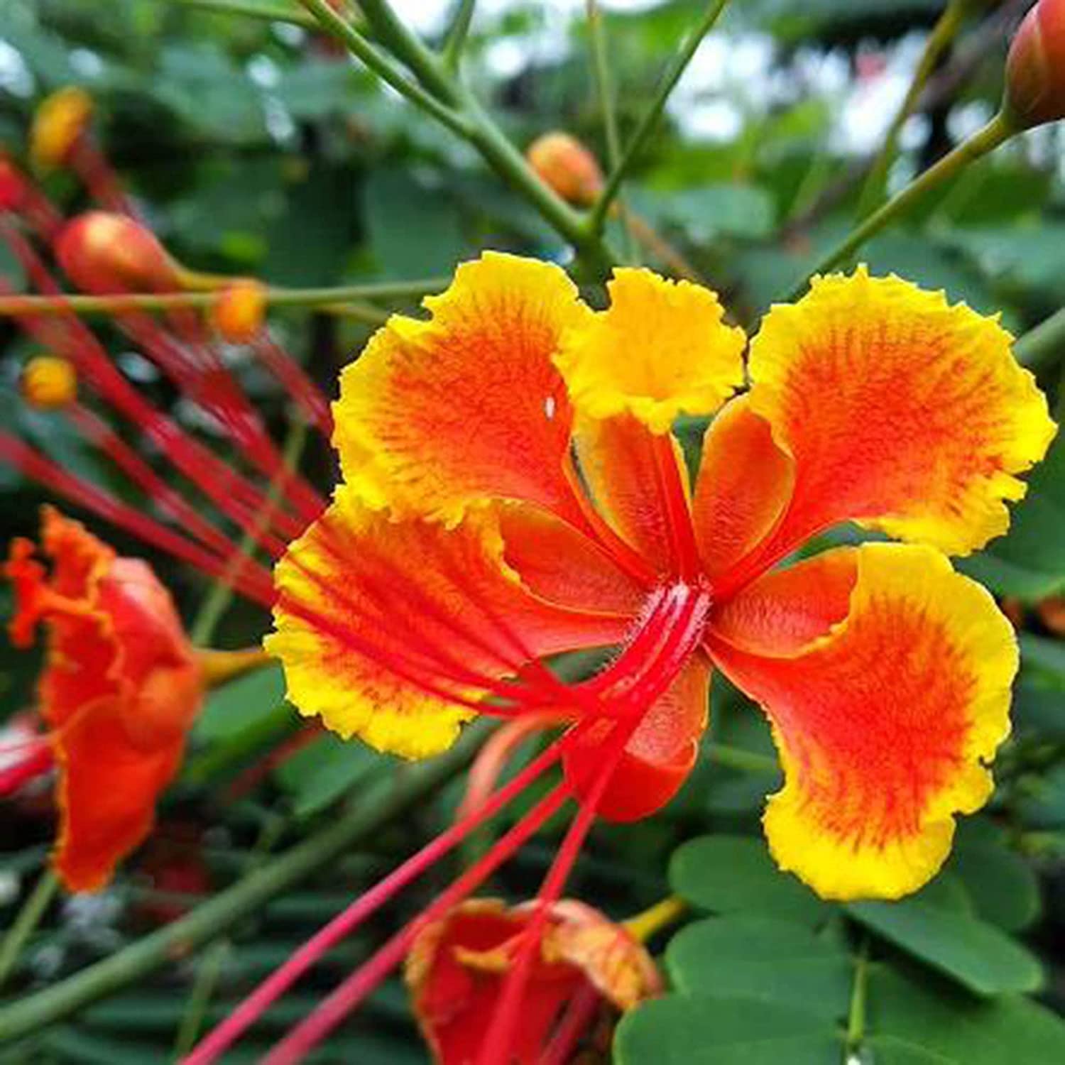 Caesalpinia Flower seeds for Planting Colorful Display Heirloom & GMO Free Seeds for Home Garden