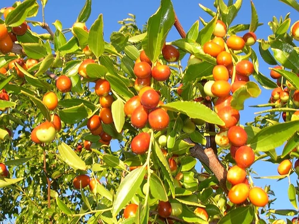 Shanlix Jujube Fruit Seeds for Planting  Seeds for Healthy and Sweet Fruit Growth