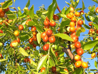 Shanlix Jujube Fruit Seeds for Planting  Seeds for Healthy and Sweet Fruit Growth