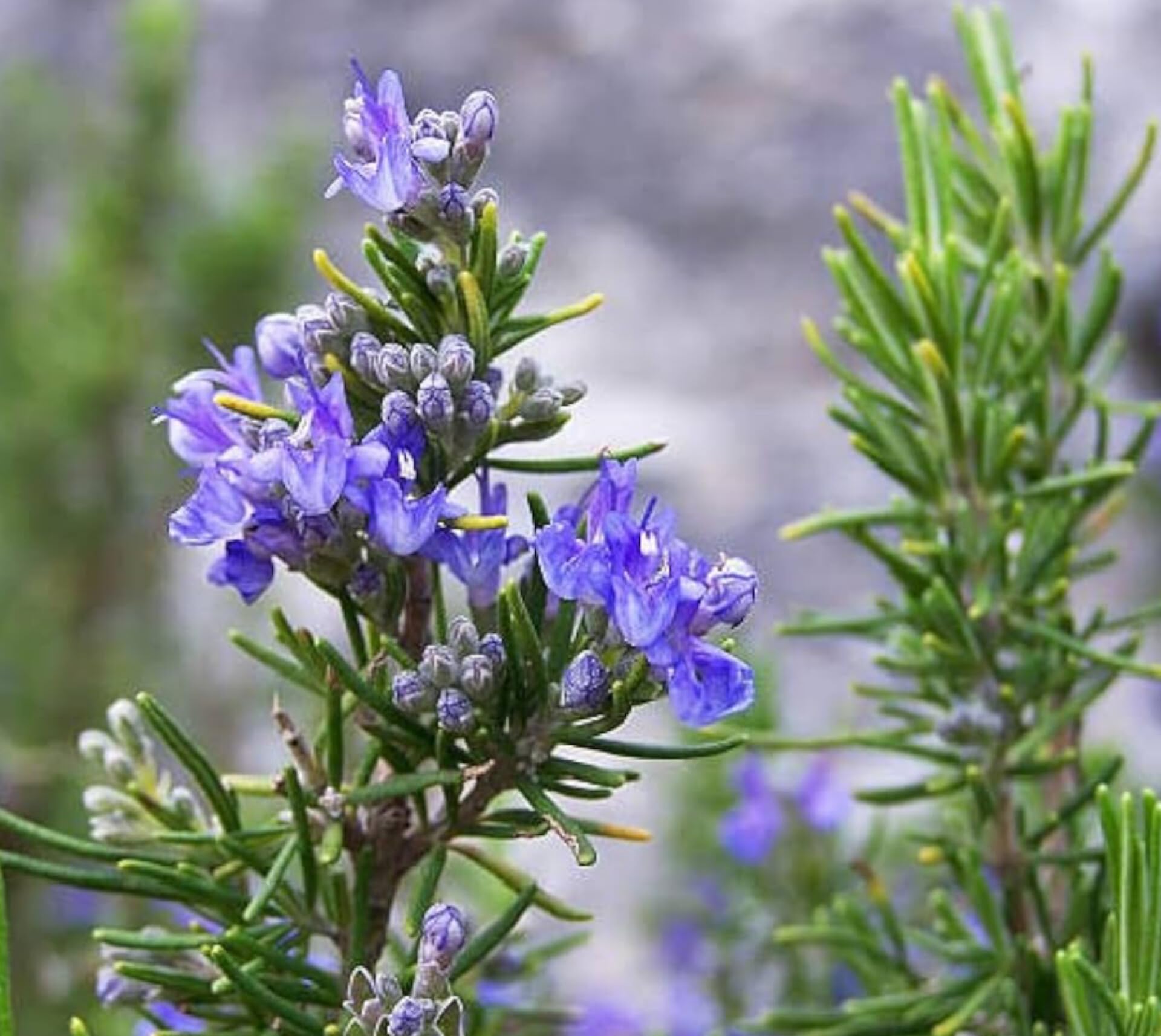 Purple Rosmarinus Flower seeds for Planting - Pollinator Friendly, Heirloom & GMO Free Seeds for Home Garden