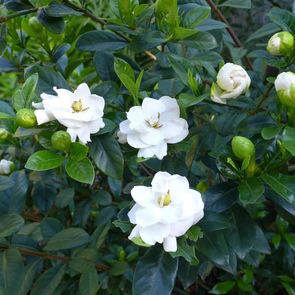 Gardenia Jasminoides Flower seeds for Planting Vibrant Colors Heirloom & GMO Free Seeds for Home Garden