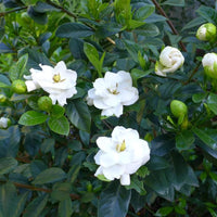 Gardenia Jasminoides Flower seeds for Planting Vibrant Colors Heirloom & GMO Free Seeds for Home Garden