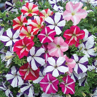 Pink Violet Hanging Petunia Flower Seeds for Planting Heirloom NONGMO Seeds Beautiful Garden Blooms 
 
 Sale