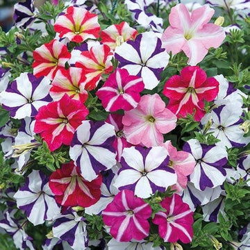 Mixed Pelleted Petunia Seeds for Planting