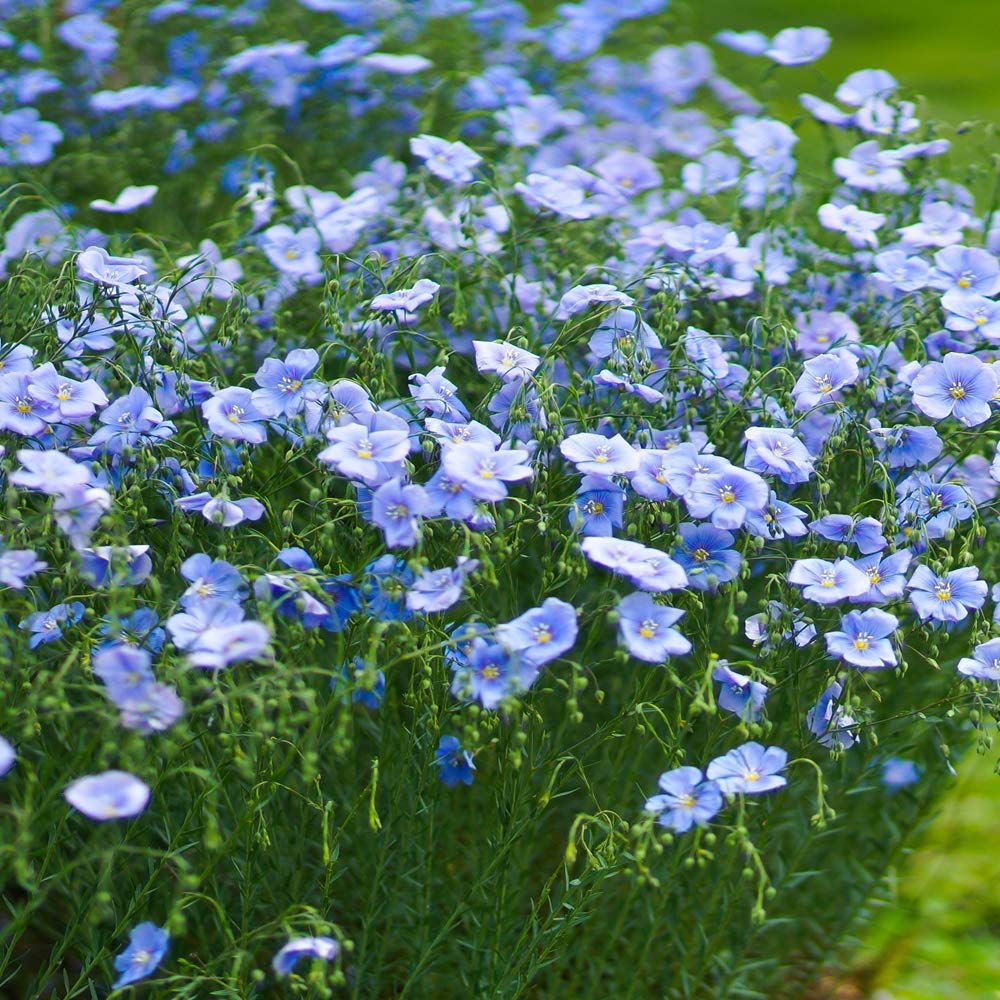 Flax Flower seeds for Planting - Vibrant Colors, Heirloom & GMO Free Seeds for Home Garden
 
 Sale for planting in home garden.