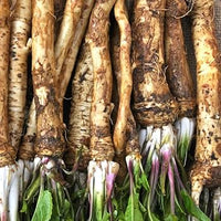 Healthy horseradish plant with lush green leaves