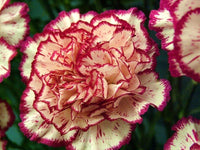 Garofano Orange Dianthus Caryophyllus Seeds for Planting flower bed