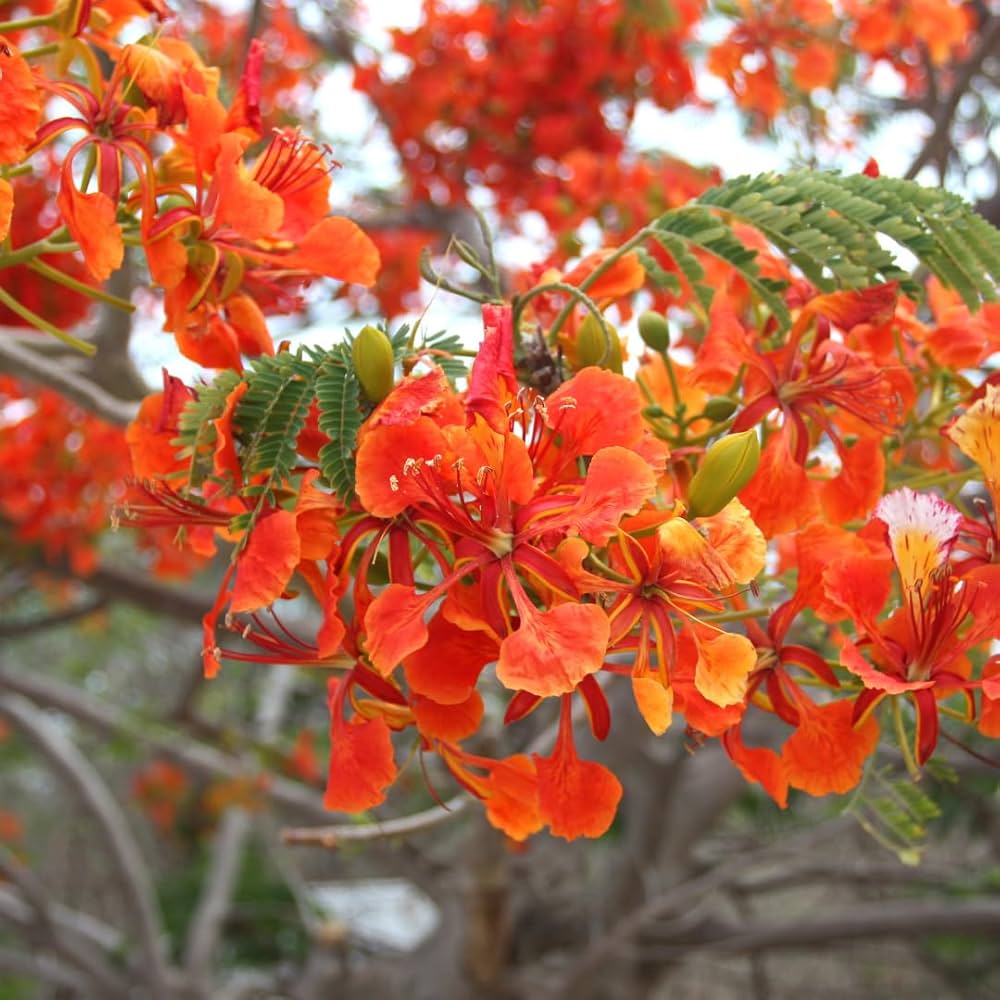 Flamboyant Flower seeds for Planting - Seasonal Bloomer, Heirloom & GMO Free Seeds for Home Garden