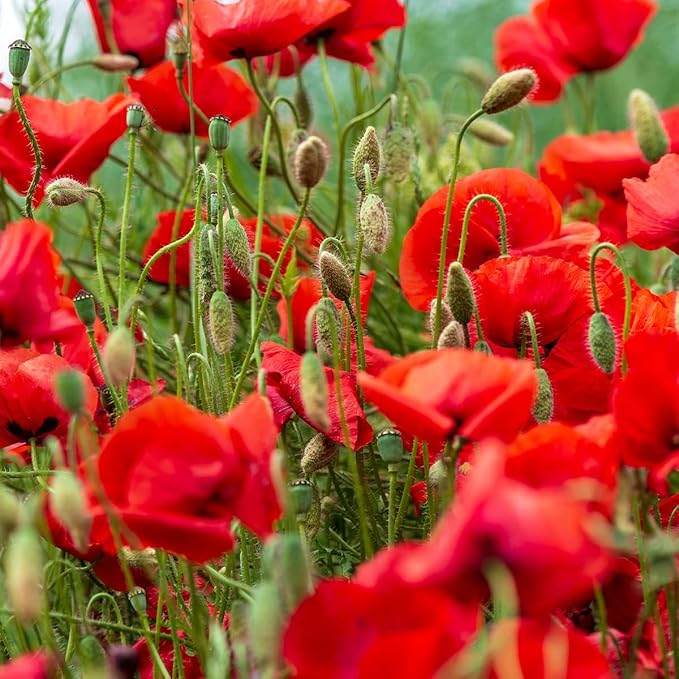 Red Poppy Papaver somniferum Seeds for Planting in Flower Bed & Garden