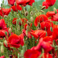 Red Poppy Papaver somniferum Seeds for Planting in Flower Bed & Garden