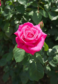 Rose Seeds for Planting Rosa Hybrida mixed petals romantic garden flower bed