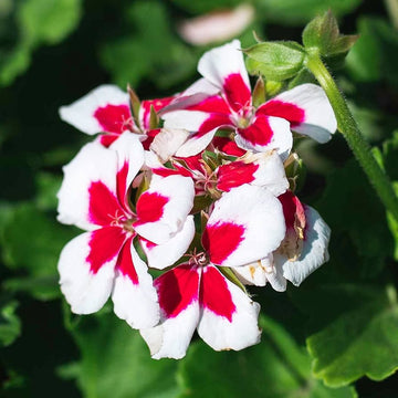Red White Pelargonium Flower seeds for Planting - Long Bloom Season, Heirloom & GMO Free Seeds for Home Garden