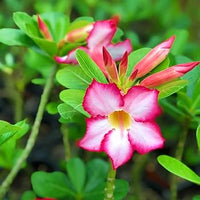 Pink Adenium Flower seeds for Planting - Shade Tolerant, Heirloom & GMO Free Seeds for Home Garden