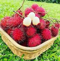 Red Rambutan fruits growing on a lush tropical tree.
