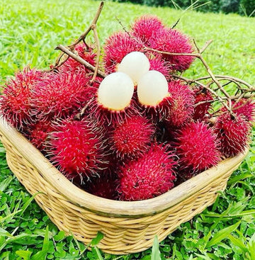 Red Rambutan fruits growing on a lush tropical tree.
