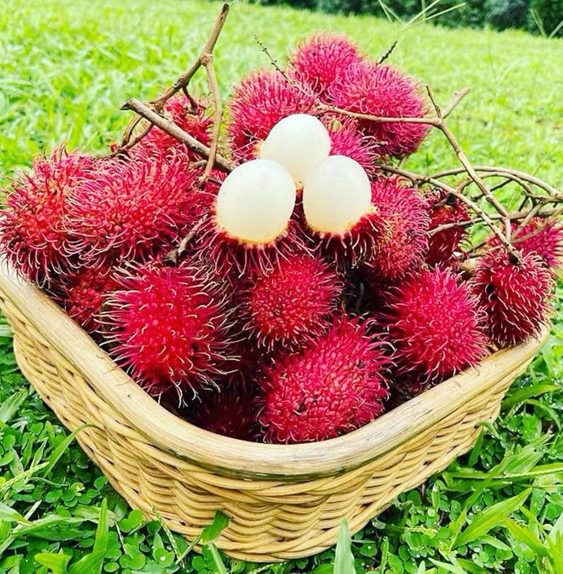 Red Rambutan fruits growing on a lush tropical tree.
